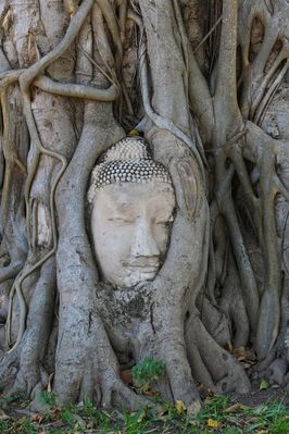 ...Buddha Kopf im Banyan Tree...