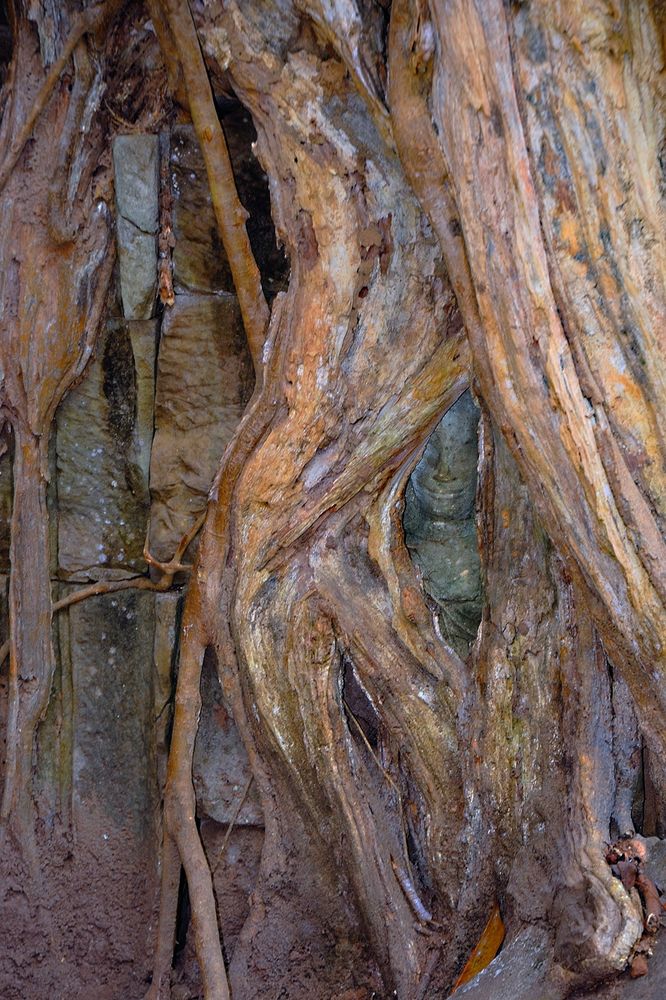 Buddha looks trough the fig roots