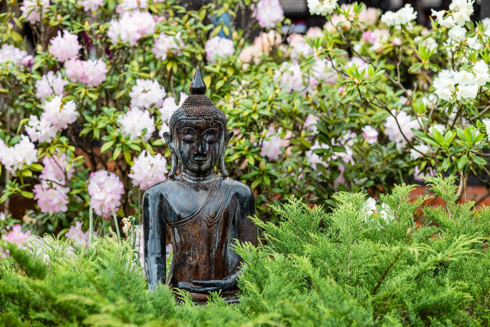 Buddha nach dem Regen