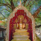 Buddha statue in front of the chedi