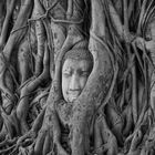 Buddha Tree