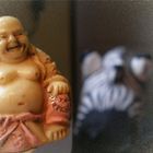 buddha trifft zebra