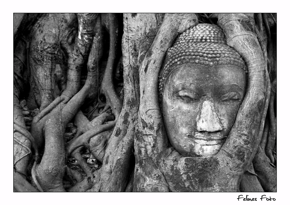 Buddha umarmt von Wurzeln
