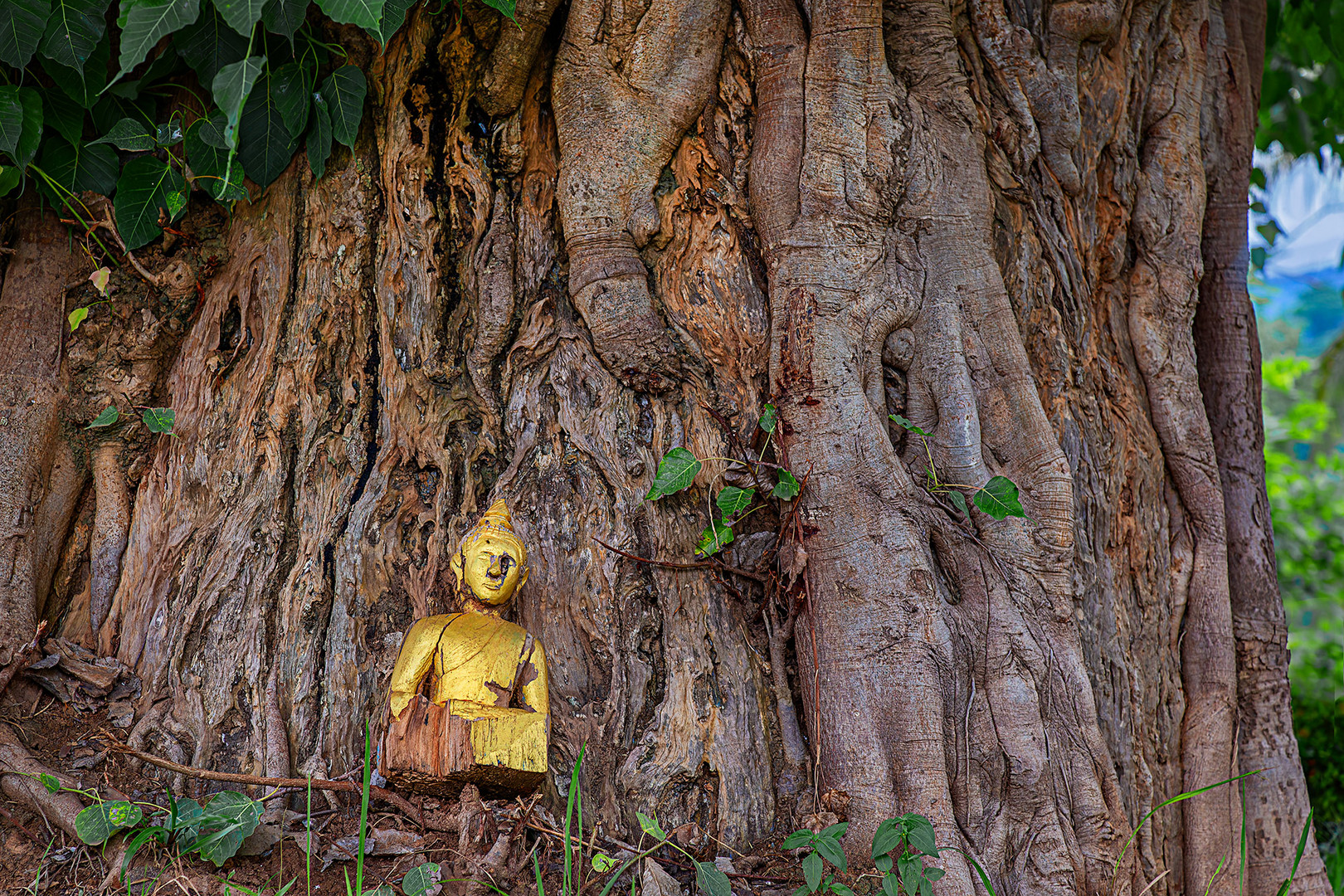 Buddha unter dem Bodhi-Baum