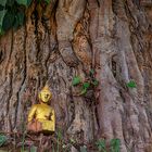 Buddha unter dem Bodhi-Baum