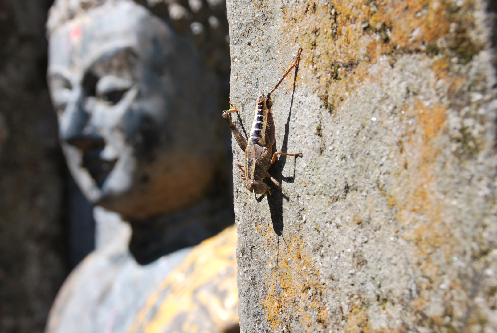 buddha vs. grasshopper