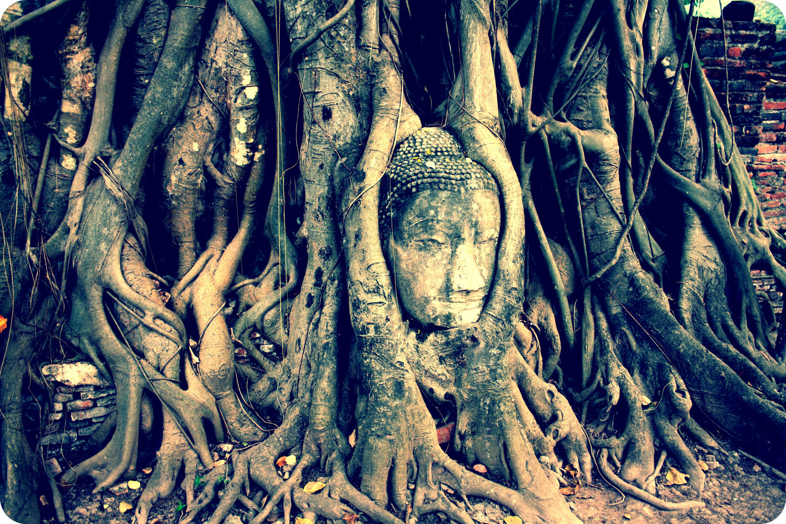 Buddhakopf Ayutthaya