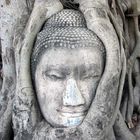 Buddhakopf im Wat Phra Mahathat