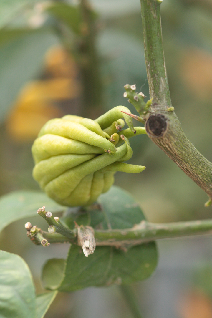 Buddhas Hand