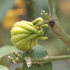 Buddhas Hand