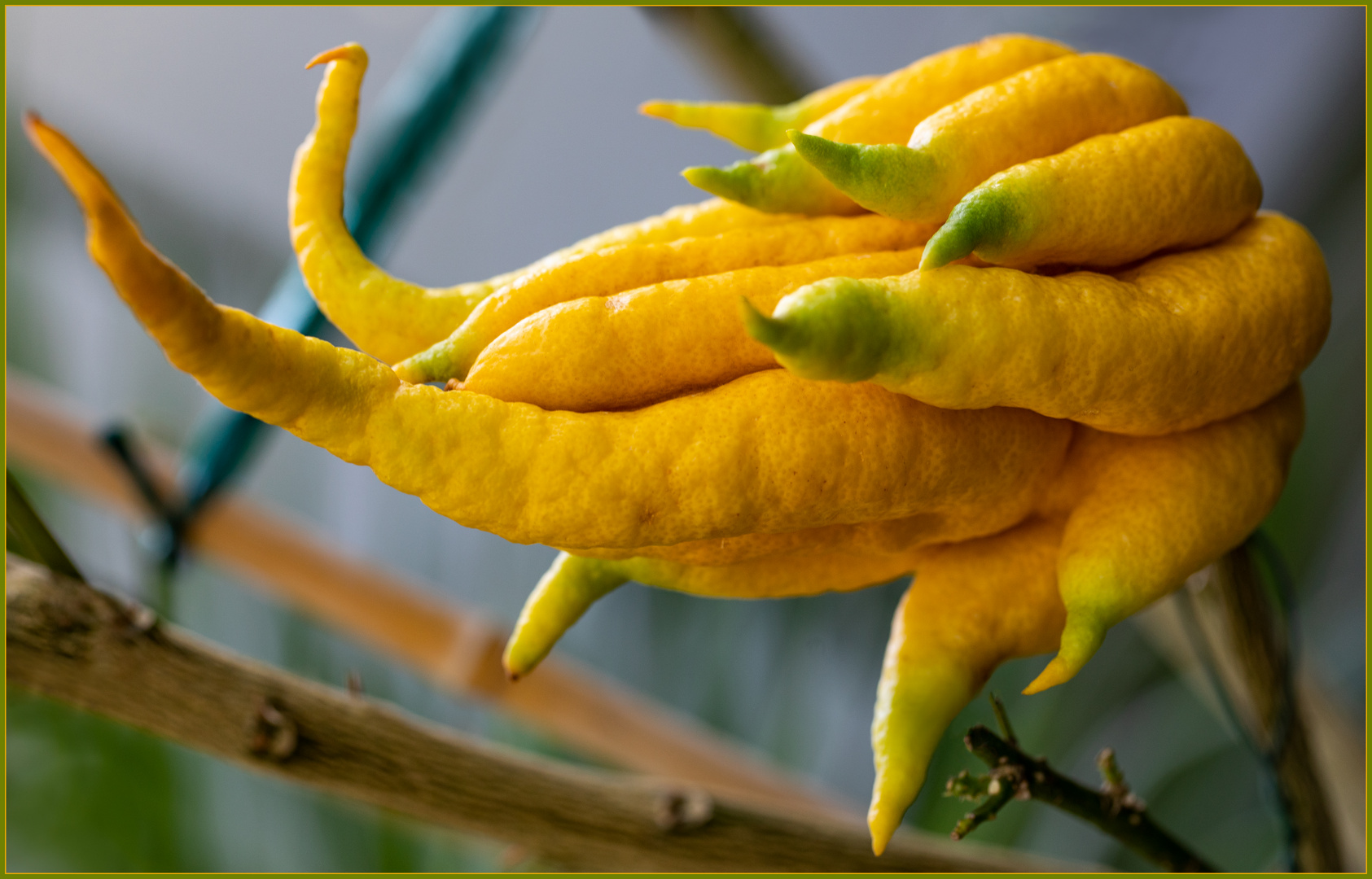 Buddhas Hand