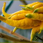 Buddhas Hand