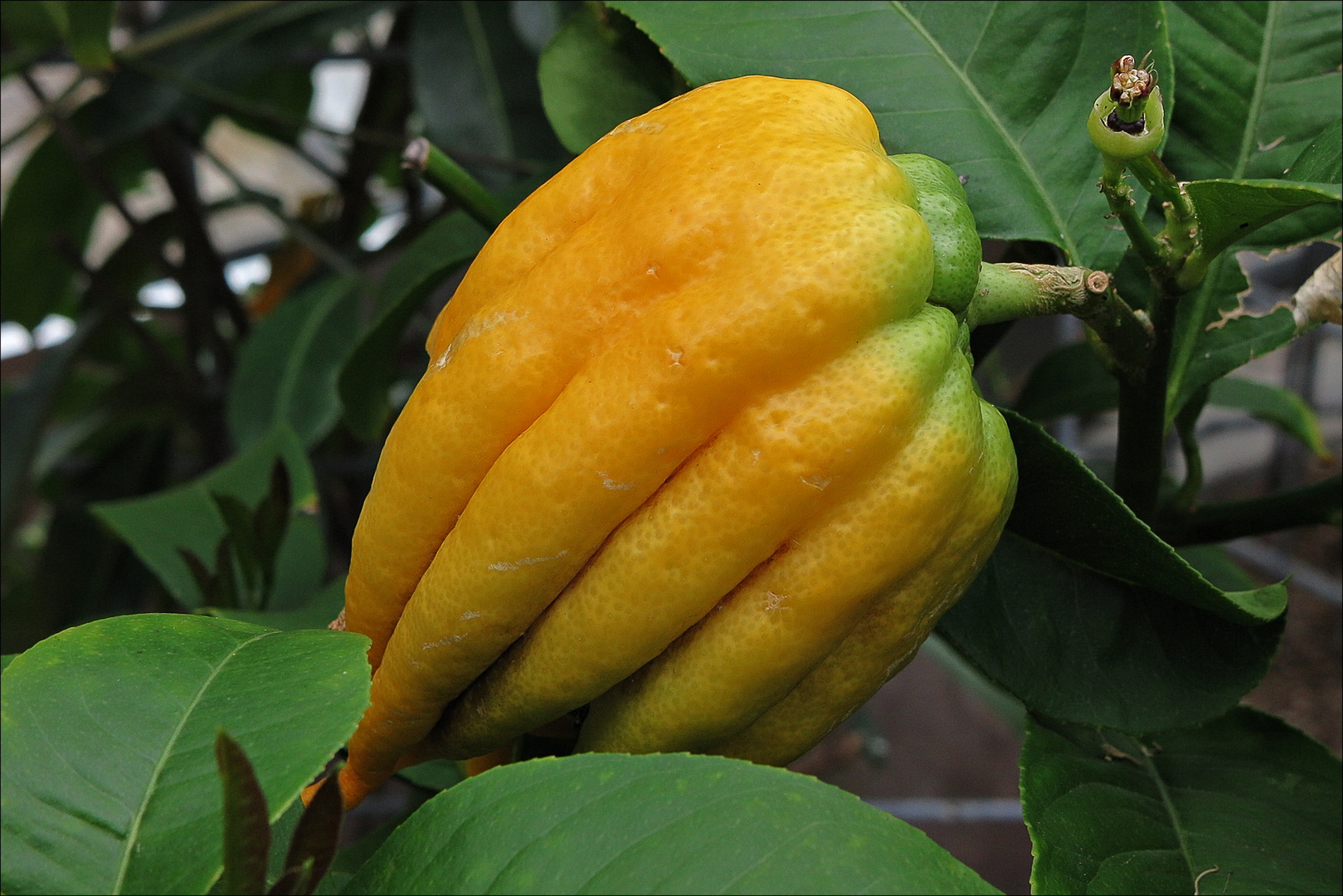 Buddhas Hand