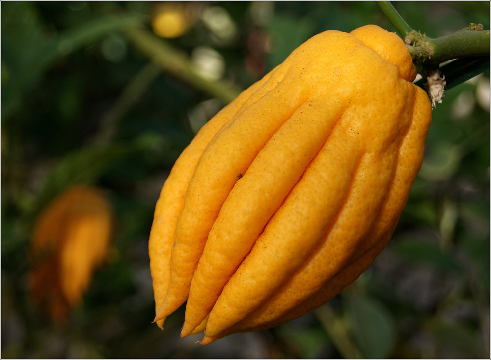 Buddhas Hand...