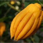 Buddhas Hand...