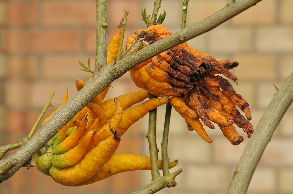 Buddha´s Hand