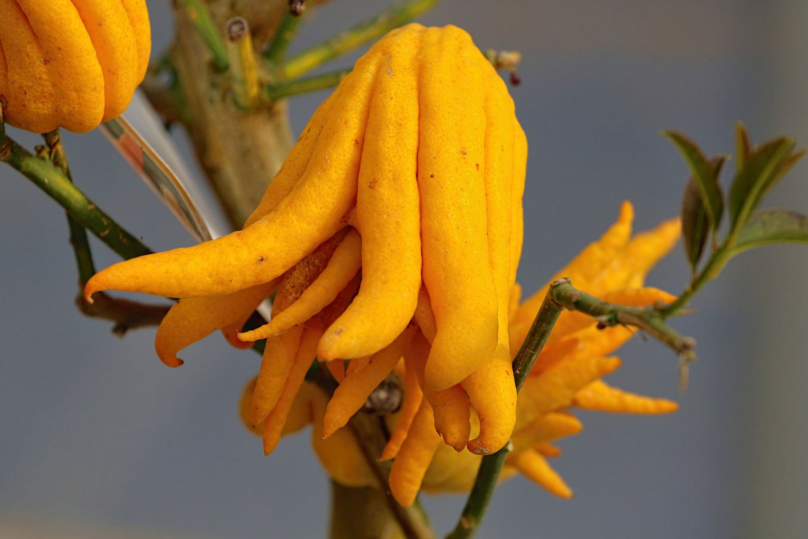 Buddha's Hand