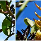 Buddhas Hand.