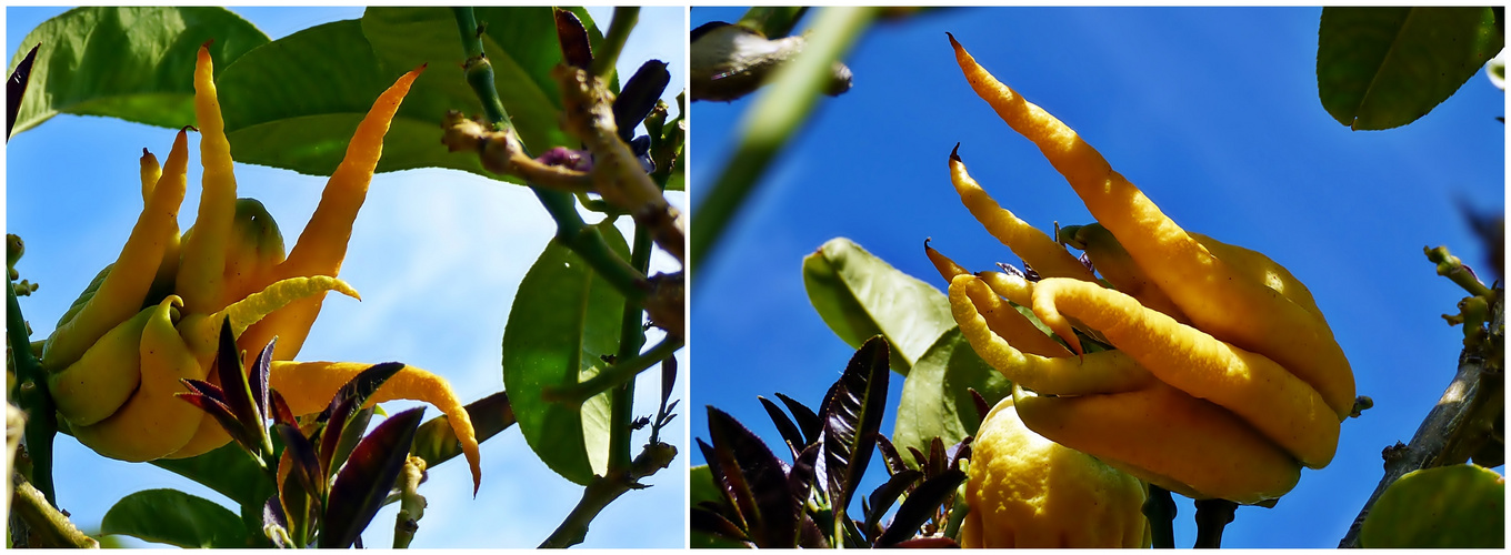 Buddhas Hand.