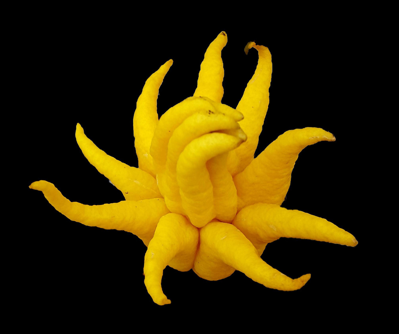 " Buddhas Hand "