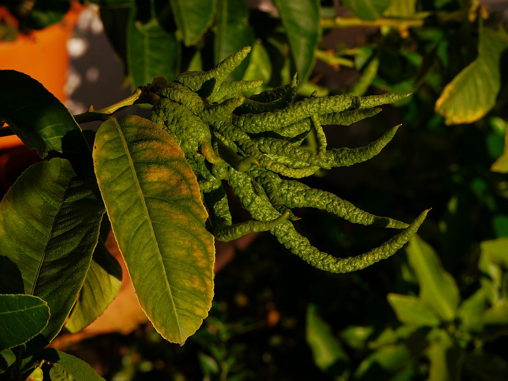 Buddhas Hand