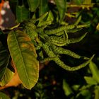 Buddhas Hand