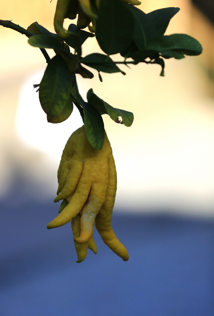 Buddhas Hand