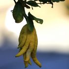 Buddhas Hand