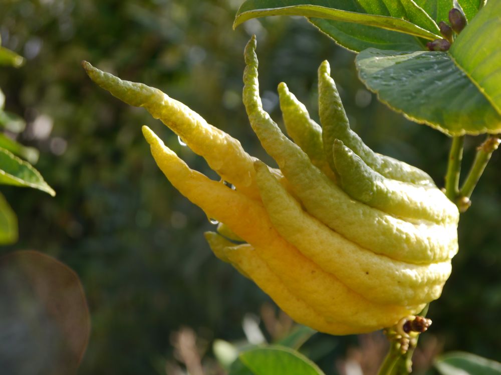 Buddhas Hand - die "Zitrusfinger"