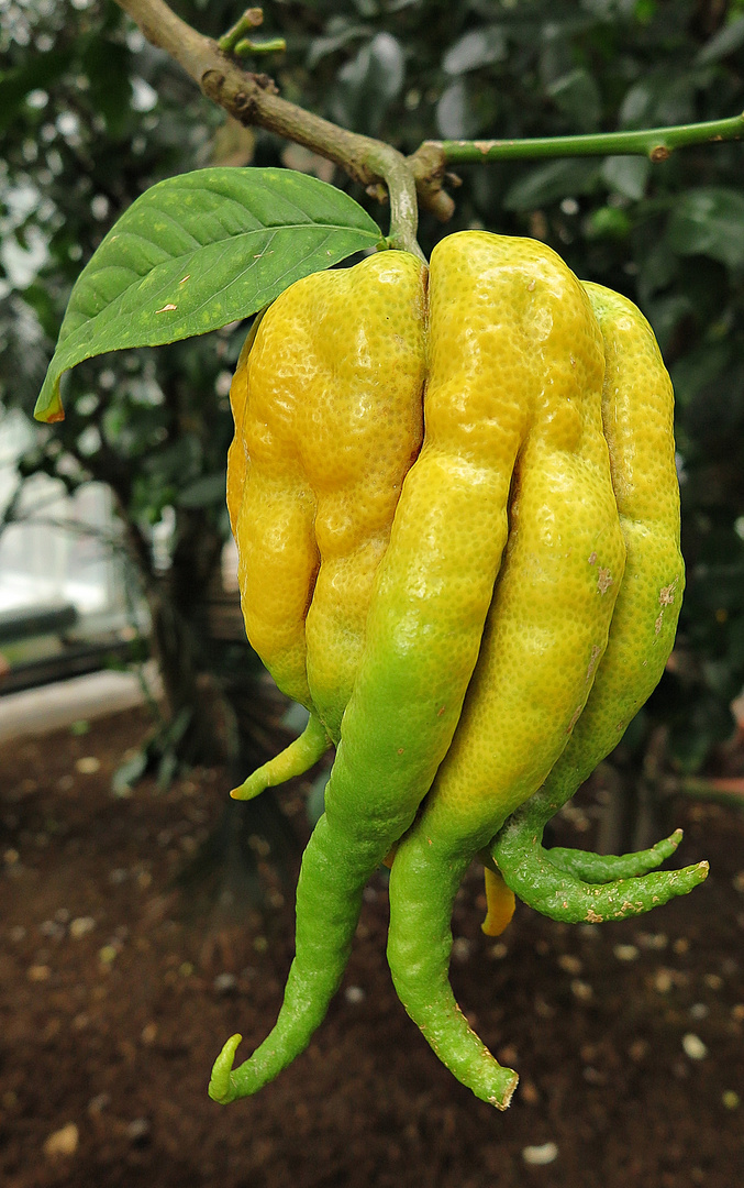 Buddhas Hand