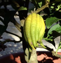 Buddhas Hand