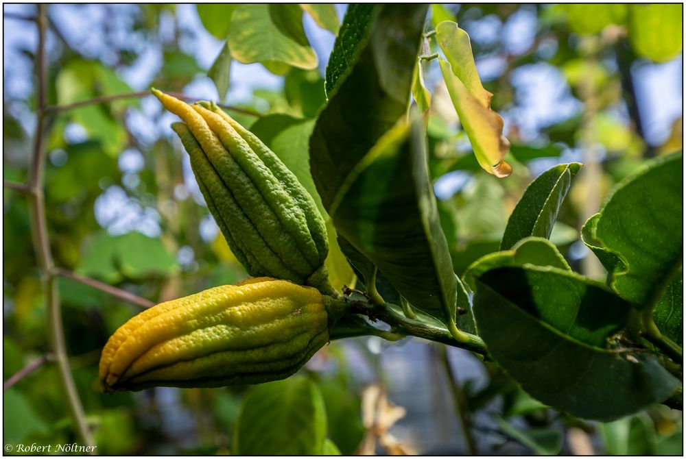 Buddhas Hand im Botanischen Garten