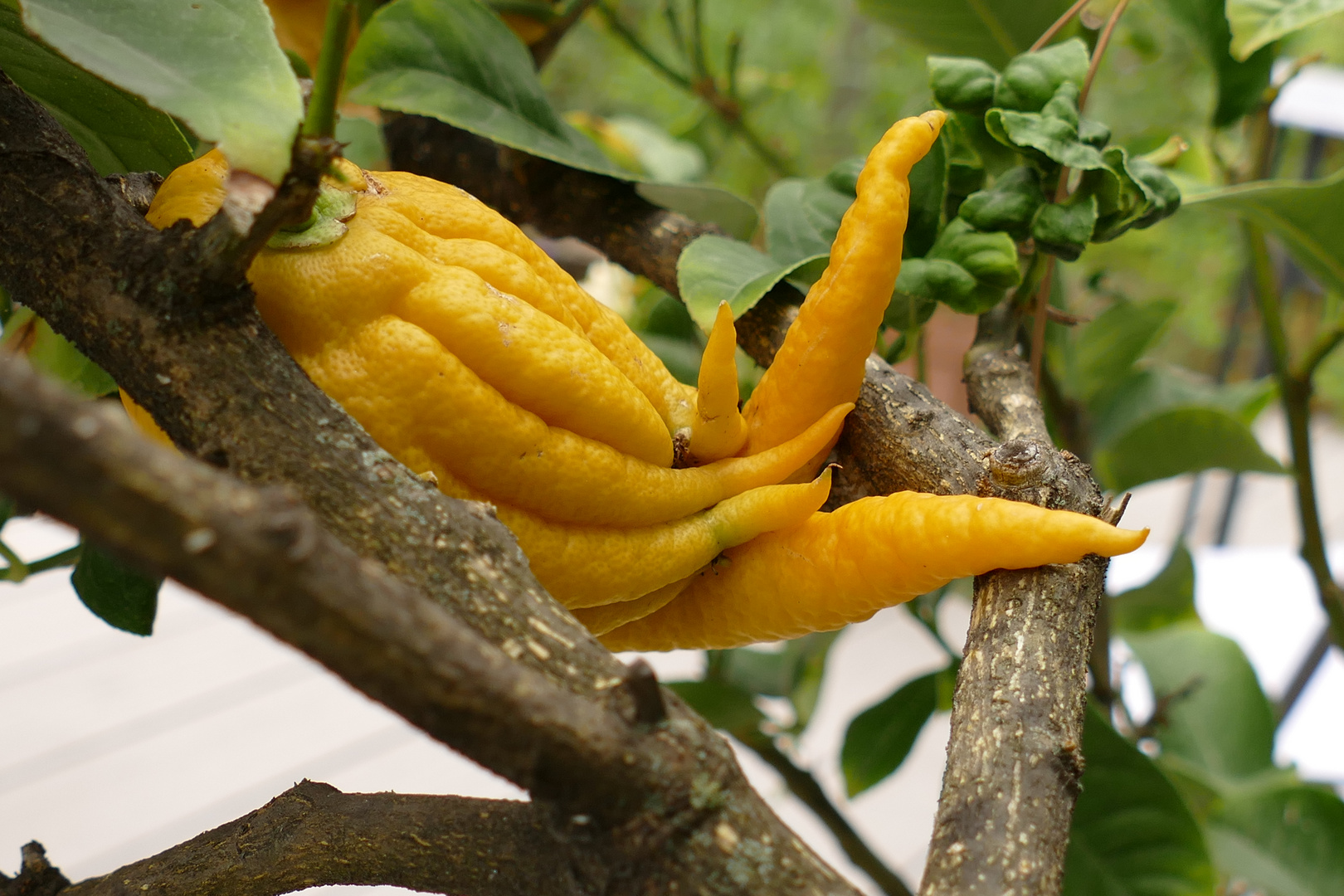 Buddhas Hand / Urzitrone