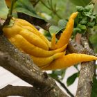 Buddhas Hand / Urzitrone