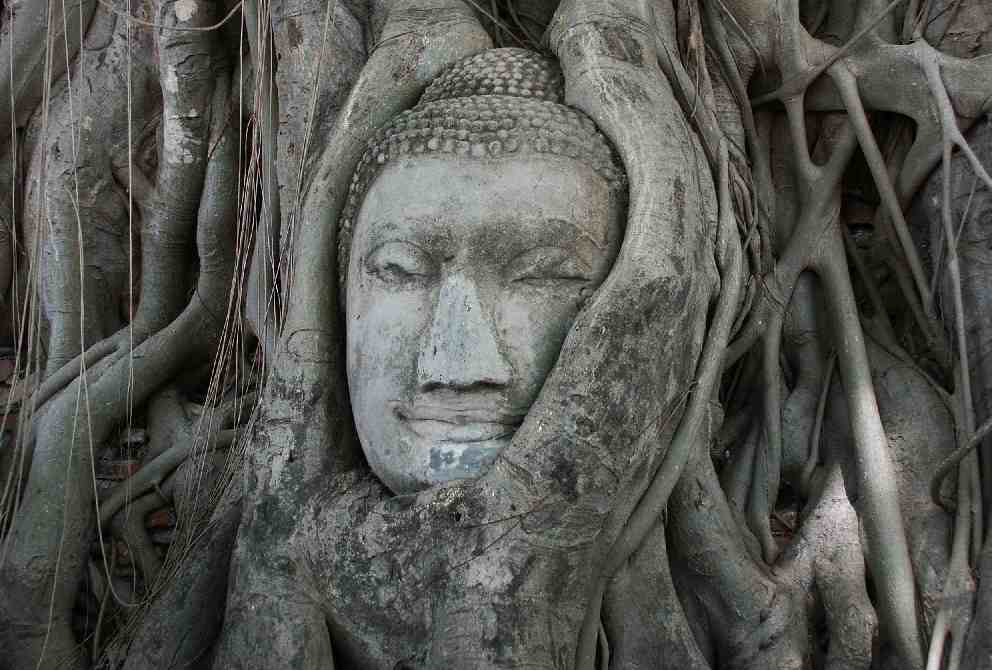 Buddha's head