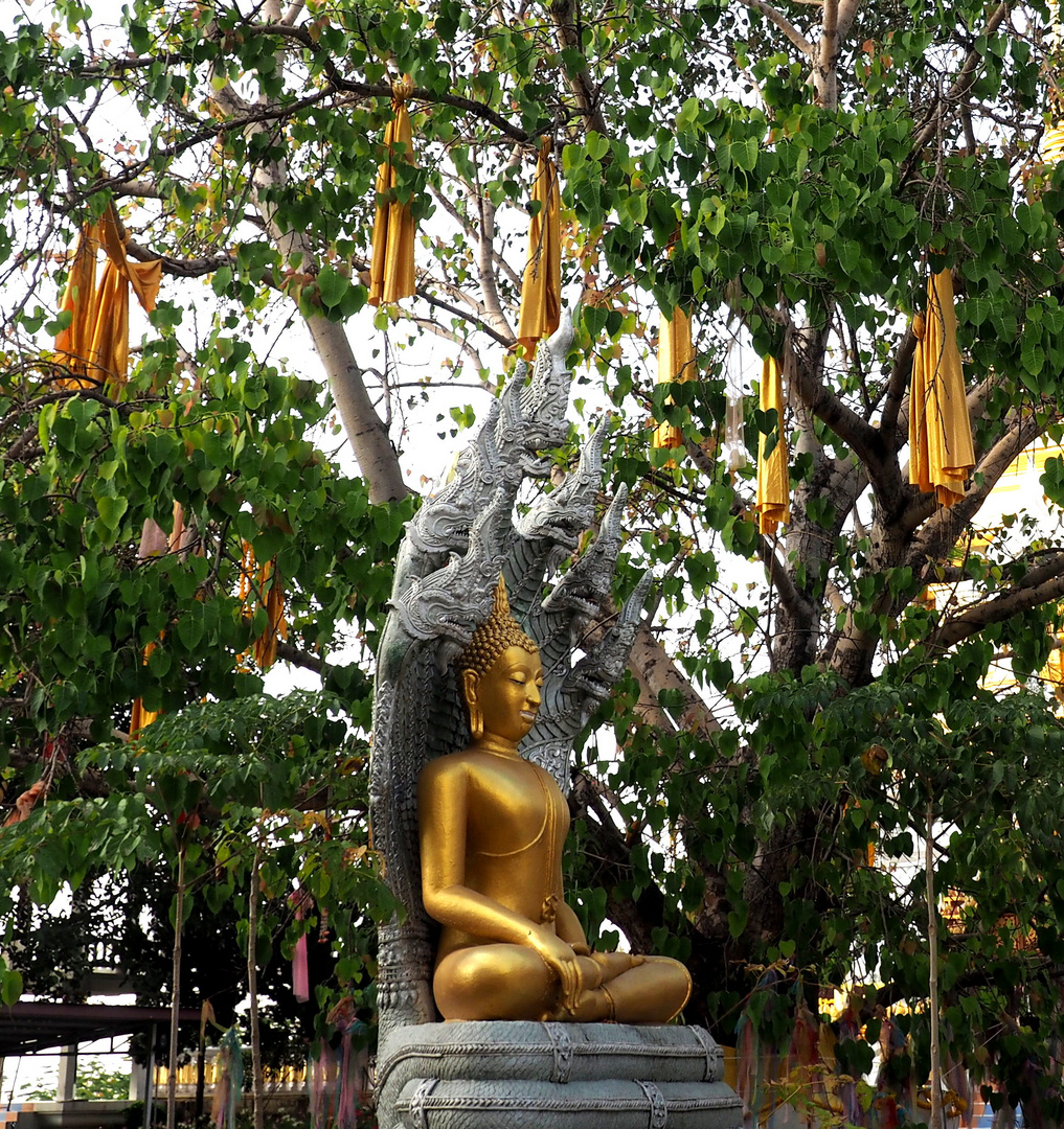 Buddhist Temple Thailand