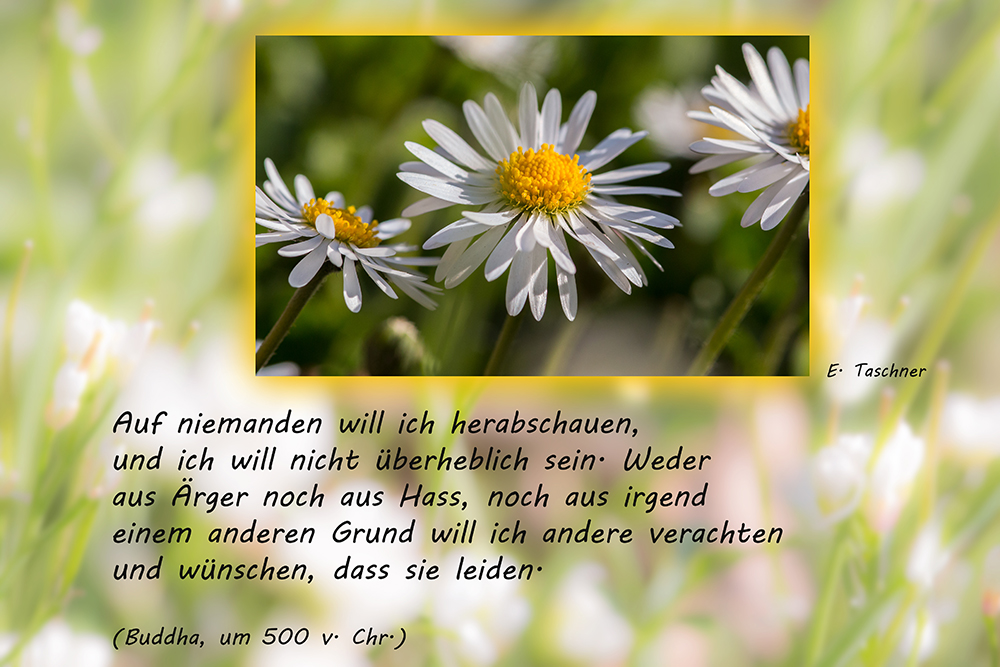 buddhistische Weisheiten (15)