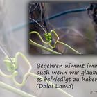 Buddhistische Weisheiten #20