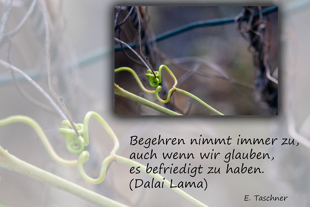 Buddhistische Weisheiten #20