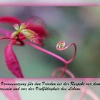 buddhistische Weisheiten (3)