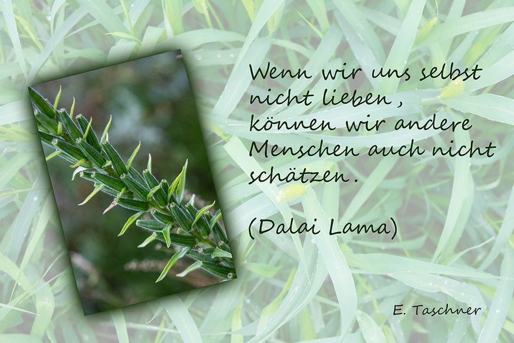 Buddhistische Weisheiten #30