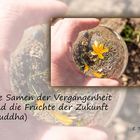 Buddhistische Weisheiten #32