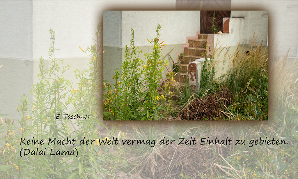 Buddhistische Weisheiten#23