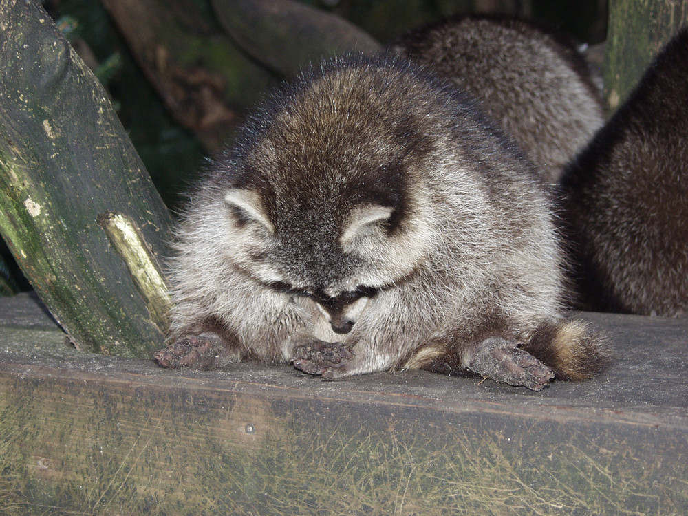 Buddhistischer Waschbär