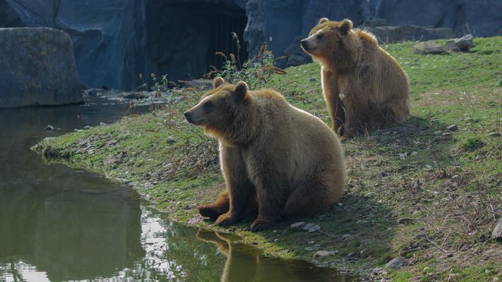 Bären Bilder & Fotos