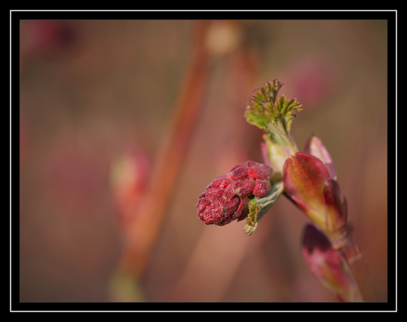 budding