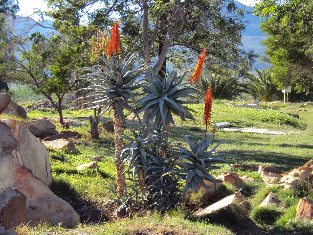 Budding Cactus