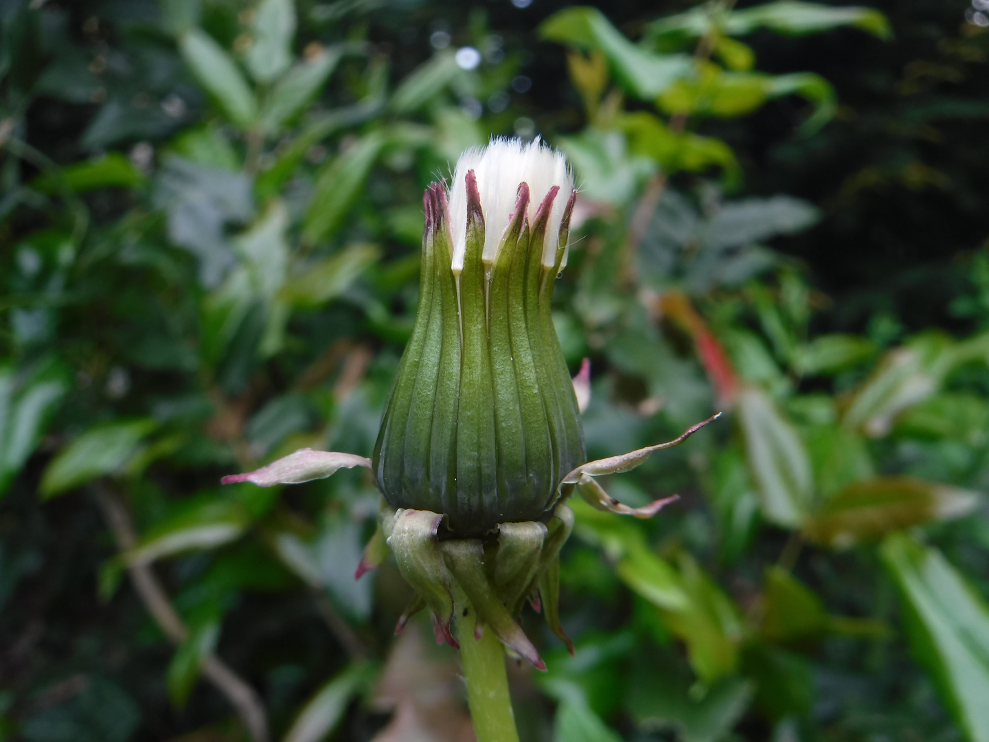 Budding Dandelion