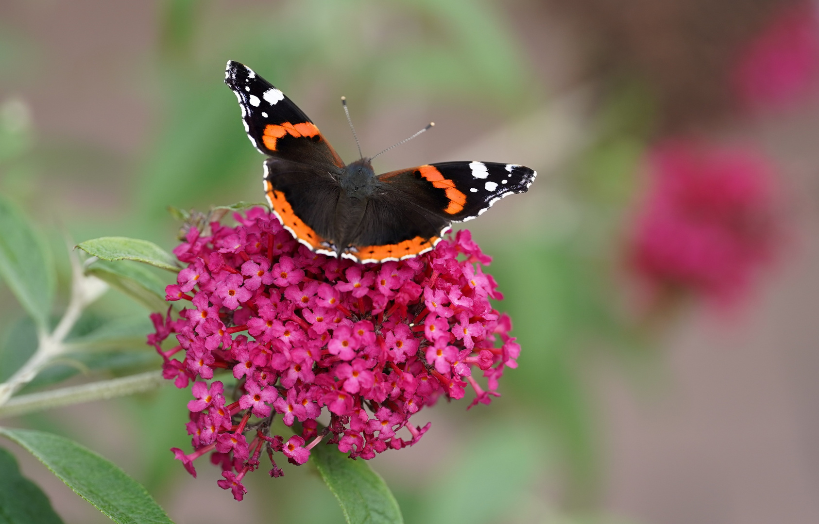 Buddleia