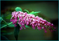 buddleia 2